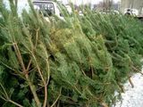 Жители области  приглашаются приобрести новогодние елки по «социальным» ценам