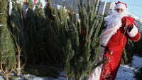 В субботу 26 декабря лесхозы области вновь привезут елки по «социальным ценам»