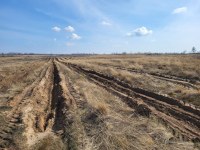 В Саратовской области началась посадка леса