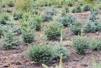 В 2015 году площадь восстановленных лесов Саратовской области увеличилась на 2 тысячи га