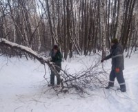 В Саратове на Кумысной поляне чистят лес от упавших деревьев