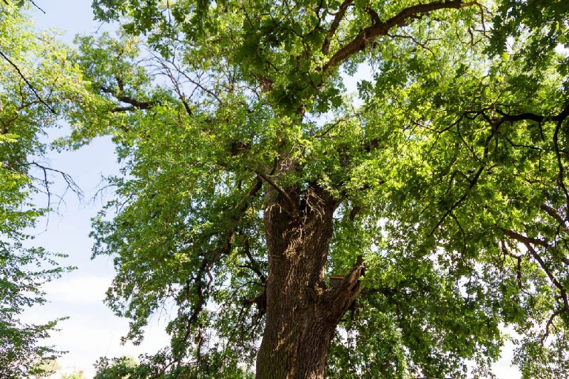 Саратовский дуб-великан поборется за звание «Российское дерево - 2021»