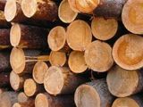 За 11 месяцев текущего года гражданами для собственных нужд заготовлено 13,5 тысяч кубометров древесины