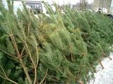 Лесхозами области заготовлено 86  тысяч «новогодних елок»