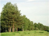 В Правительстве области обсудили выполнение мероприятий на землях лесного фонда за 1 полугодие 2013 года
