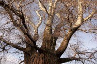 Белый тополь из Саратова включен в реестр старовозрастных деревьев России