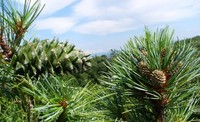 В Саратовской области выращивают саженцы деревьев-интродуцентов