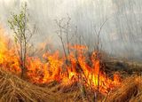 Министерство лесного хозяйства области продолжает заниматься ликвидацией последствий природных пожаров