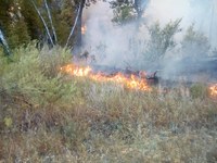 В Татищевском районе вблизи дач загорелись поле и лес