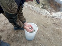 Рыбоводы поселка Золотое Красноармейского района выпустили в Волгу 200 тысяч мальков травоядных рыб