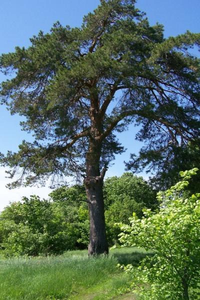 Два вековых дерева Саратовской области участвуют в общероссийском фотоконкурсе 