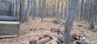 Лесные инспекторы и сотрудники природоохранной прокуратуры поймали «черных лесорубов» в Татищевском районе