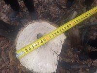 В Саратовских лесах уменьшилось количество незаконных рубок