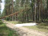 В 2012 году на территории лесного фонда Саратовской области проведены лесопатологические обследования на площади 26 000 га.