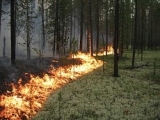 Пожары, вспыхнувшие в Ртищевском районе, ущерб лесному фонду не принесли