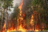 Заместитель Председателя Правительства области С.И. Горбунов 6 мая провел видеоконференцию по вопросу «О пожароопасной ситуации в лесах, расположенных на территории муниципальных районов»