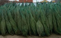 Лесхозами Саратовской области в предновогодние дни было заготовлено 68 тысяч елок