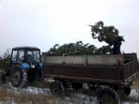 В Саратовской области заготовят 17 тысяч новогодних елок