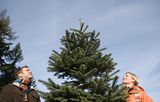 В 2013 году лесхозами области для новогодних праздников было заготовлено 101, 6 тысяч новогодних елок