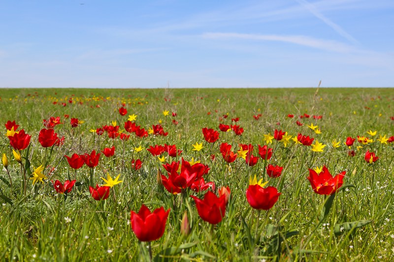 В Саратовской области произрастает краснокнижный тюльпан Геснера 