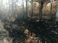 Лесной пожар в Аткарском лесничестве локализован 