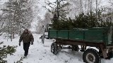 18 лесхозами области заготовлено 67 тысяч новогодних елок