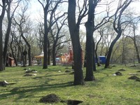 Сегодня в Городском парке Саратова впервые за 200 лет массово высадили дубы