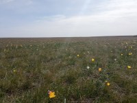 В Ершовском районе начались полевые работы по созданию новой тюльпанной степи 