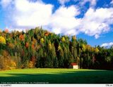 Комиссия Федерального агентства лесного хозяйства одобрила концепцию и основные положения Лесного плана Саратовской области