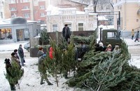 В субботу 19 декабря лесхозы области привезут на Театральную площадь Саратова елки по «социальным ценам»