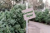 28 декабря жители областного центра смогут снова купить «новогодние елки» на Театральной площади