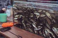 В акваторию Волги выпустили 75 тысяч мальков травоядных рыб 
