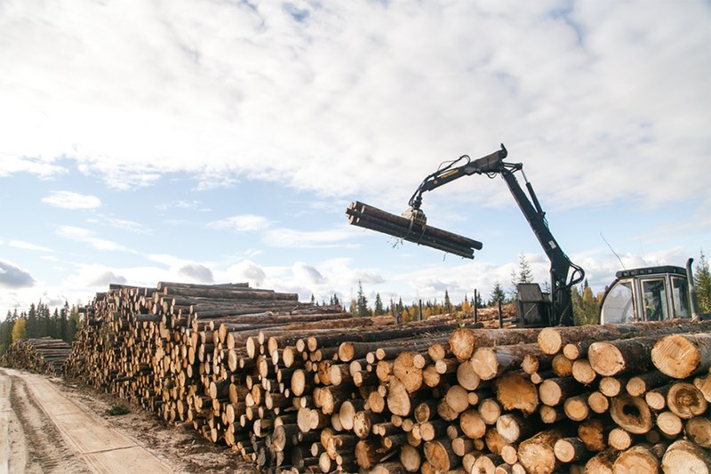 Минприроды покажет процесс лесозаготовки в Базарно-Карабулакском районе
