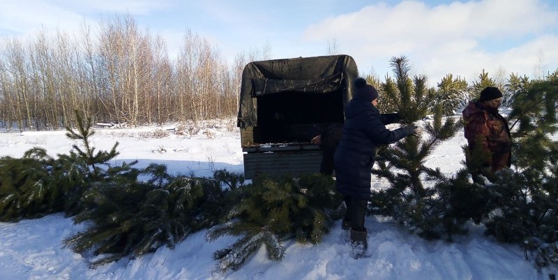 Для саратовцев заготовили 28 тысяч новогодних елок