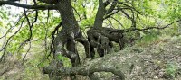 В Саратовской области «шагающие дубы» внесли в реестр удивительных деревьев России